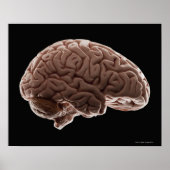 Model van het menselijk brein, studioshot poster (Voorkant)