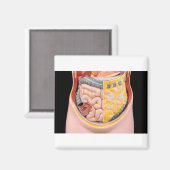 Model van menselijke buik met darmen magneet (Voorkant / Achterkant)