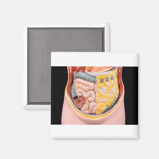 Model van menselijke buik met darmen magneet (Voorkant / Achterkant)