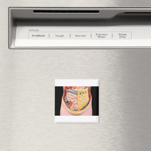 Model van menselijke buik met darmen magneet (Insitu (Vaatwasser))