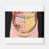 Model van menselijke buik met darmen magneet (Voorkant)