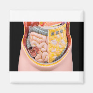 Model van menselijke buik met darmen magneet