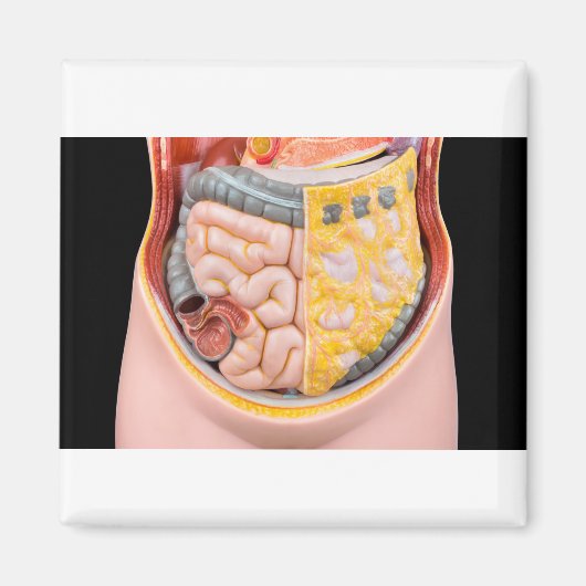 Model van menselijke buik met darmen magneet (Voorkant)