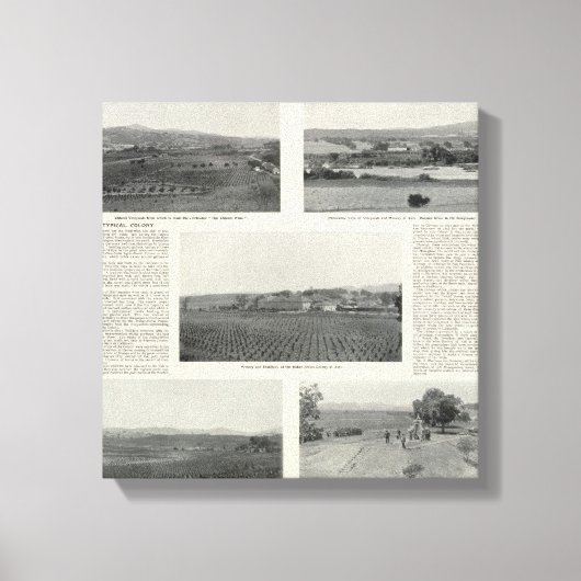 Model Vineyards, Californië Canvas Afdruk (Voorkant)
