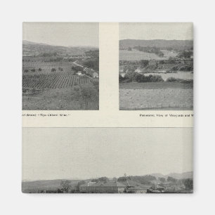 Model Vineyards, Californië Magneet