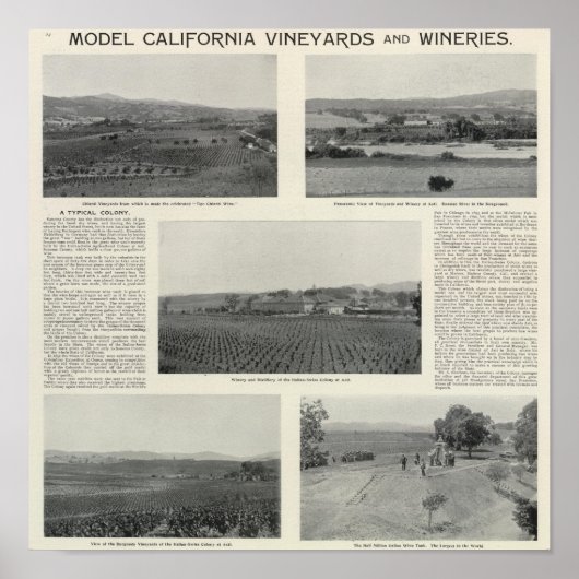 Model Vineyards, Californië Poster (Voorkant)