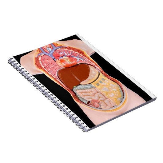 Modelmenselijke romp met organen op zwarte achterg notitieboek (Rechterzijde)