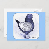 Modena Argent Pigeon Briefkaart (Voorkant / Achterkant)