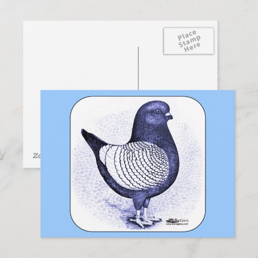 Modena Argent Pigeon Briefkaart (Voorkant / Achterkant)