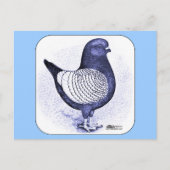 Modena Argent Pigeon Briefkaart (Voorkant)