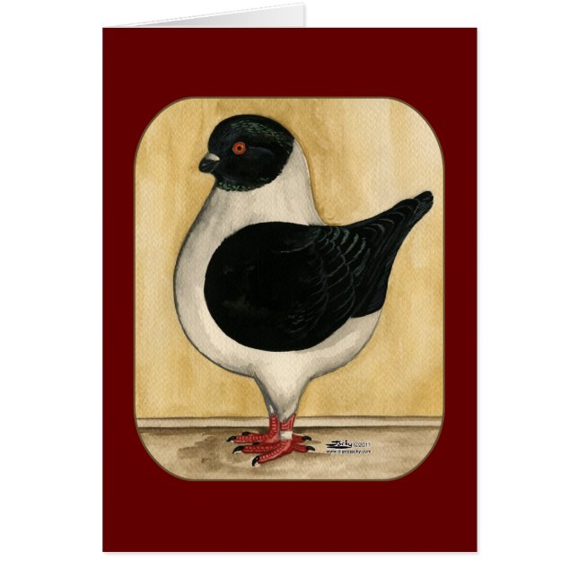 Modena Black Gazzi Pigeon (Voorkant)