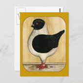 Modena Black Gazzi Pigeon Briefkaart (Voorkant / Achterkant)