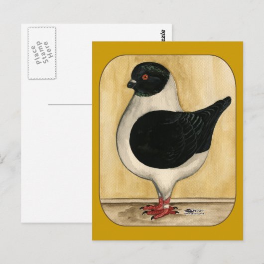 Modena Black Gazzi Pigeon Briefkaart (Voorkant / Achterkant)