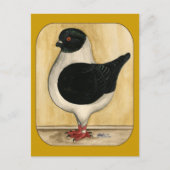 Modena Black Gazzi Pigeon Briefkaart (Voorkant)