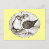 Modena Gazzi Pigeons Briefkaart (Voorkant)