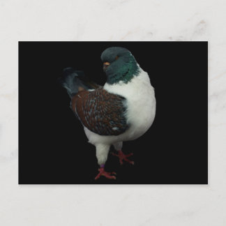 Modena Pigeon Briefkaart