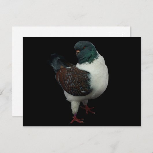 Modena Pigeon Briefkaart (Voorkant / Achterkant)