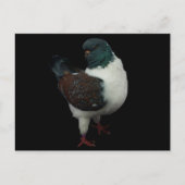 Modena Pigeon Briefkaart (Voorkant)