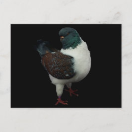Modena Pigeon Briefkaart