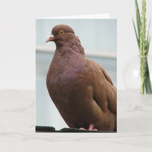 Modena Pigeon genaamd Big Red Kaart (Voorkant)