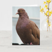Modena Pigeon genaamd Big Red Kaart (Gele Bloem)