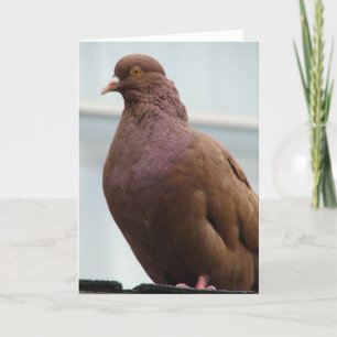 Modena Pigeon genaamd Big Red Kaart