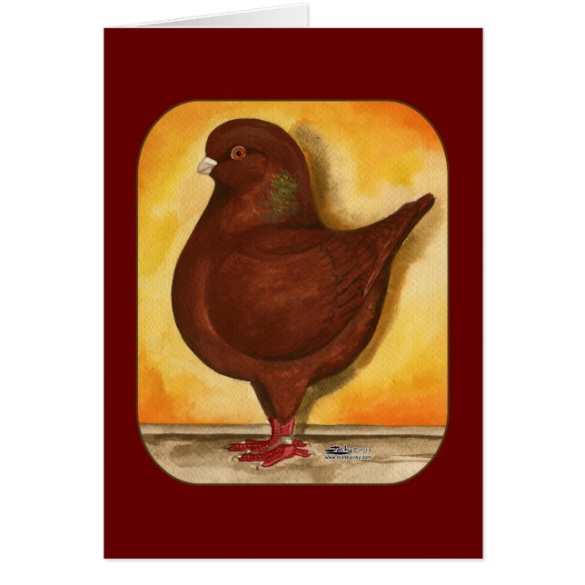 Modena Red Schietti Pigeon (Voorkant)