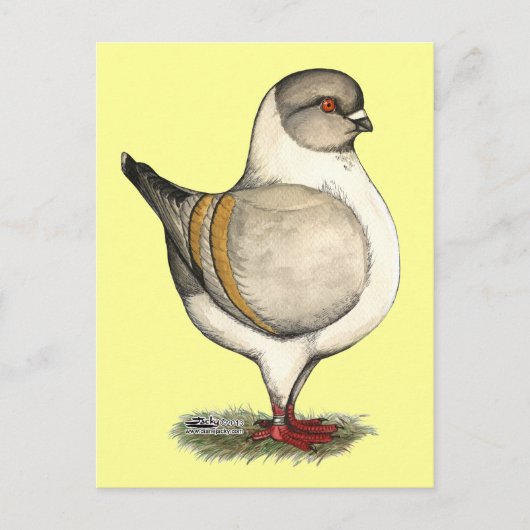 Modena Silver Gazzi Briefkaart (Voorkant)