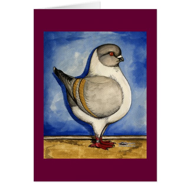 Modena Silver Gazzi Pigeon (Voorkant)