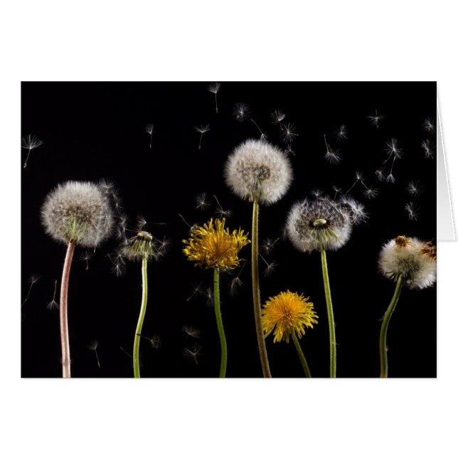 Modern Black Dandelion (Voorkant Horizontaal)