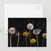 Modern Black Dandelion Briefkaart (Voorkant / Achterkant)