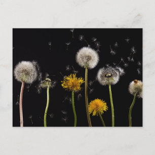 Modern Black Dandelion Briefkaart