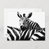 Modern Black & White Pop Art Afbeelding Zebras Briefkaart (Voorkant / Achterkant)