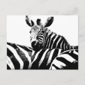 Modern Black & White Pop Art Afbeelding Zebras Briefkaart (Voorkant)