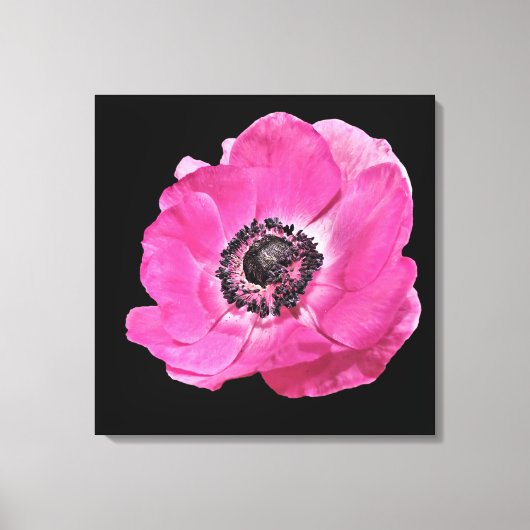 Modern Bloemen Levendig Helder Roze Poppy Zwart Canvas Afdruk (Voorkant)