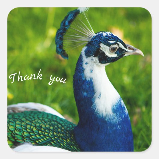 Modern Blue Peacock Sticker (Voorkant)
