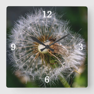 Modern Close Up Dandelion Photo Vierkante Klok