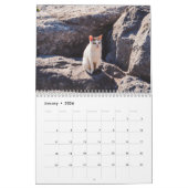 Modern Cute Funny Pet Kitten Cat Photos Calendar Kalender (Jan 2026)