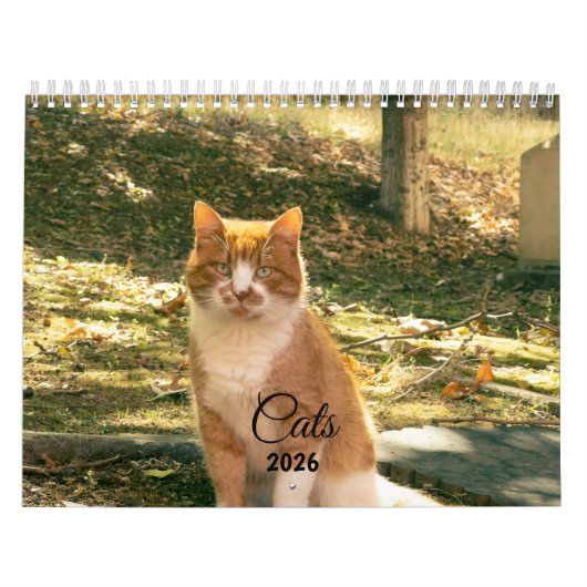 Modern Cute Funny Pet Kitten Cat Photos Calendar Kalender (Hoes)