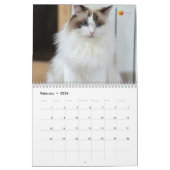 Modern Cute Funny Pet Kitten Cat Photos Calendar Kalender (Feb 2026)