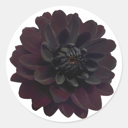 Modern Floral Black Dahlia Flower Ronde Sticker (Voorkant)