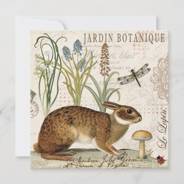 modern  frans konijn in de tuin (Voorkant)