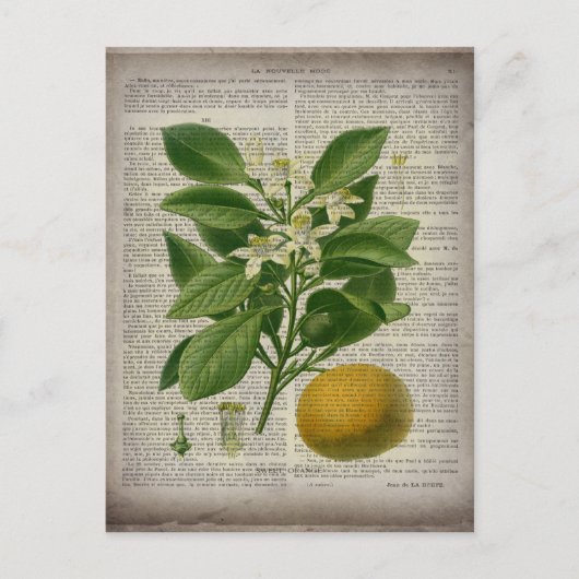 modern  frans land - botanische kunst oranje briefkaart (Voorkant)