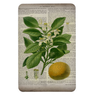 modern frans land - botanische kunst oranje magneet