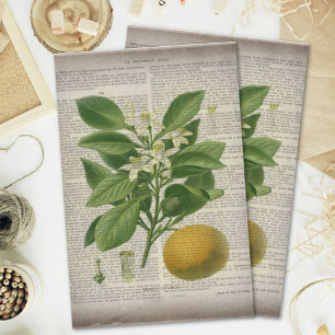 modern frans land - botanische kunst oranje tissuepapier
