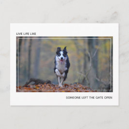 Modern Motivatie Hond Afstuderen Gefeliciteerd Briefkaart