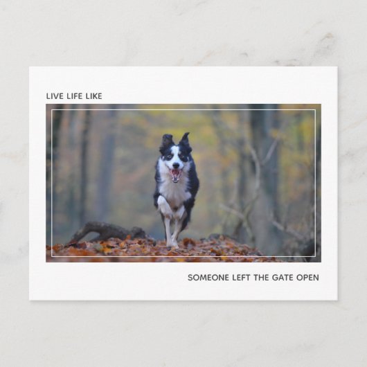 Modern Motivatie Hond Afstuderen Gefeliciteerd Briefkaart (Voorkant)