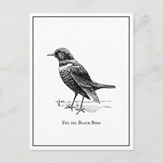 Modern Quirky Fun Black Bird Briefkaart (Voorkant)