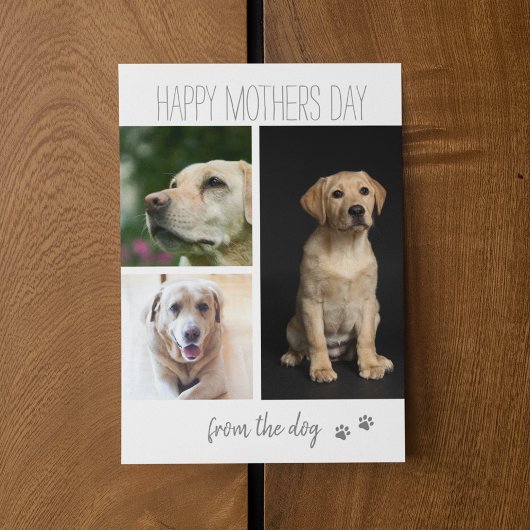 Moderne 3 foto collage | Van de hond Feestdagenkaart