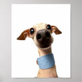 Moderne aangepaste huisdierfoto | Meeko Poster (Voorkant)